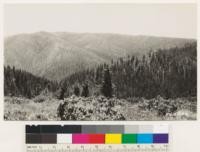 Looking S. Foreground: brushfield of Rhododendron californicum, Quercus sadleriana, Arctostaphylos patula, Arctostaphylos nevadensis, Ceanothus velutinus. Middle ground : sugar pine - Douglas fir type. Background; Sugar pine-red fir -white fir- Douglas fir at upper left; pure sugar pine at upper right: ponderosa pine western white pine upper center. Sugar pine-western white pine in ravine at right