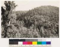Ventura County. Looking southwest; shows Pinon type with occasional Jeffrey pine. Foreground shrubs: Arctostaphylos parryana, Quercus dumosa, Artemisia tridentata, Chrysothamnus sp