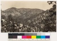 Yellow pine type in Buckhorn Flat with Mt. Waterman in the background