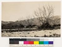 San Francisquito Dam flood. Closer view of walnut grove in background of #241865 showing height of debris lodged in trees