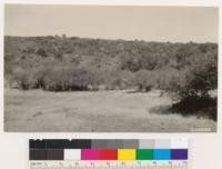 Brush on tableland. Country south of Paradise. Plot No. 3