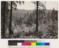 Looking northeast at woodland-chaparral type (potential timber site as indicated by relict trees and snags.) Species: Quercus wislizenii with Arctostaphylos viscida and Photinia arbutifolia; Ceanothus cuneatus and Rhamnus californica also occur. Foreground ponderosa pine in association with black, interior live, valley and blue oaks. Shrubs : same as on distant slope with the addition of Rhus diversiloba