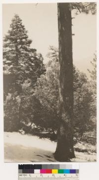 Western yellow pine-fir on Santa Rosa Mt., Plot #103