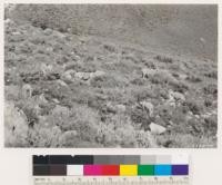 Reno Quadrangle, Nevada. Sheep browsing on bunchgrass and herbs on Peavine Peak. Artemesia tridentata and Lupinus caudatus are abundant shrubby plants here. The latter browse species is considered valuable as forage by local sheepman