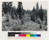 Slope above Agate Bay (Lake Tahoe). Semidense shrub-tree type of Abies concolor, Abies magnifica, Pinus jeffreyi, Arctostaphylos patula, Ceanothus velutinus. Tree stand is (321). Assoc. spp.: Prunus emarginata, Quercus vaccinifolia. Placer County