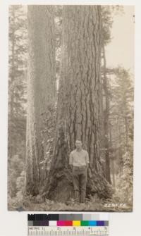 Mature sugar pine two miles west of Pedoctis ranch. Tree in rear 156 ft. high and 56" DBH. In a SP-Redwood-Douglas fir type. Associated species are Arbutus menziesii, Lithocarpus densiflora and Castanopsis chrysophylla