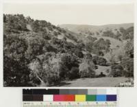 Looking northeast. Trees are Quercus agrifolia, Platanus racemosa. Shrubs are Salvia mellifera, Artemisia californica