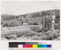 Tahoe National Forest. Carson Quadrangle, Nevada. Note tall stumps of Pinus jeffreyi and Abies on 1870 mine timber operations on Mt. Rose Ridge. Reproduction neglible. Shrubs are Ceanothus velutinus, Artemisia tridentata, Ribes cereum