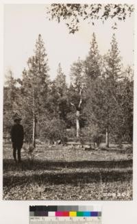 Same locality as No. 284297, 298, 299, 300. Shows association of ponderosa pine with blue oak, valley oak, interior live oak and Digger pine. Most common shrub is Ceanothus cuneatus. Excellent timber site on Holland soil