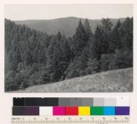 Willow Creek road. Dense tree stands. First slope is young-growth of Douglas fir, tanoak and madrone. Distant slope (across Redwood Creek) is mostly young growth Douglas fir. Garry oak in foreground. Humboldt County