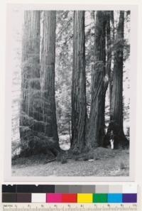 Big Basin Redwoods State Park Headquarters. Old growth redwood. Adon Poli in picture. County: Santa Cruz. Map Ref.: Santa Cruz Mt. Unit