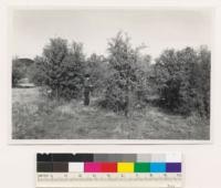 1 and 1/4 miles SE of Browns Valley. Hardwood trees below the size distinguishable as trees on the aerial photos (blue oaks). Yuba Co