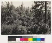 Near vicinity of #239774. Another view of western yellow pine type associated with madrone and Quercus lobata