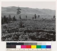 Beside road about 4 miles SE of Mt. Shasta city. Unstocked area (under 5%) of commercial chaparral consisting mainly of Arctostaphylos patula with some scattered Castanopsis sempervirens and Prunus demissa. Commercial conifers in background are Ponderosa pine, sugar pine, incense cedar, Douglas fir. Soil 3 - 4', rocky from lava origin. Site 125-130. Assoc. Sp.: Some scattered PP reprod