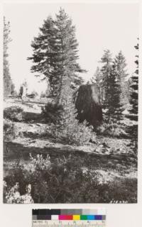 Carson Quadrangle, Nevada. Abies magnifica stump and second growth of that species with Pinus contorta var. murrayana cutover on Mt. Rose in 1870's shrubs Ceanothus velutinus