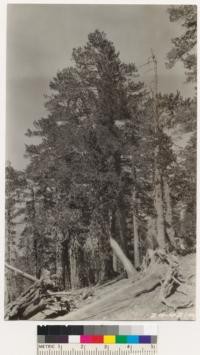 View of Sample Plot RC 10 A. Lodgepole pine type with scattered limber pine. North exposure