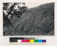 From near Incline looking SW to dense hardwood type in middle distance on a steep NE slope. Canyon oak # 2 size in air photo- growing on nontimber site. Assoc. spp.: Quercus kelloggii, Arbutus menziesii, Ceanothus integerrimus. (Air photo 95-6)