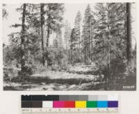 Sulphur Creek. Selectively logged private land. Ponderosa pine removed by tractors leaving reserved stands of Douglas fir, White fir, Incense cedar