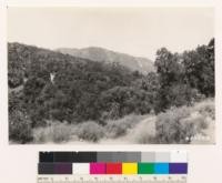 Foreground: north slope of coast live oak woodland with occasional valley oak. Sycamore in ravines. Blue Rock Ridge in background with same type on north slopes; chamise on south slopes, Artemisia californica in immediate foreground