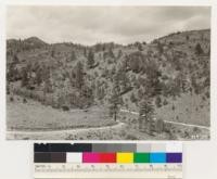 Looking west across Leviathan Creek. Shows formation of Jeffrey pine. Juniper and Artemisia tridentata