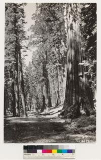 View in Mariposa Grove of Sequoia gigantea with Sugar pine and White fir. Assoc. species. Ceanothus cordulatus, Castanopsis sempervirens, Corylus rostrata, Ceanothus parvifolius