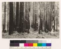 Interior view of second growth redwood-Douglas fir type shown in # 237802. Dense fully stocked stands such as these follow the cutting of virgin Redwood-Douglas fir type where fire is not employed in logging. Note absence of hardwoods. Contrast with #237780 to 237784 where woodland and brush types followed logging of redwood-Douglas fir type because of fires during and susequent to logging