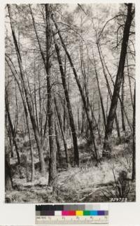 One mile east of Crimea House. Shows interior view of approximately 50 year old stand of Digger pine. Understory grass, dead Ceanothus cuneatus, Rhamnus crocea. Note size as indicated by 1x3' rule. Height 55 ft