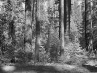 By Horse Creek road about 7 miles North of Horse Creek P.O. Pine-Douglas fir -fir type of old-growth-young growth age class. Left to right prominent trees are sugar pine, Douglas fir and white fir. Trees in background are WF, DF, IC, PP,SP. Note 52" SP in left background. Site 175-200