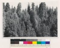 Conifer-hardwood type; young-old mixture. Pinus ponderosa, Pseudotsuga taxifolia, Pinus lambertiana, Quercus kelloggii, Lithocarpus densiflora, Arbutus menziesii. (Air photo 119-18)