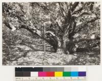 North portion of Purisima Canyon. Shows base of stem of Arctostaphylos pechoensis viridissima. Note absence of burl. This species is killed outright by fire. Note size as indicated by 3' rule