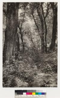 Dense woodland type of Quercus chrysolepis and Arbutus menziesii, scattering Douglas fir and Quercus agrifolia in type. Understory species: Rhus diversiloba, Rubus vitifolius, Pteris aquilina Lonicera and Wood Rose. Openings in type with Ceanothus incanus and Arctostaphylos andersonii