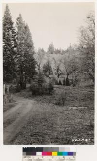 Black oak-White fir-Incense cedar type