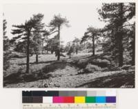 Poorer windswept stands of Jeffrey pine near summit of Mt. Pinos