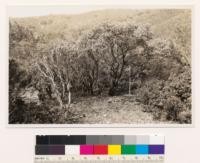 Lomita Ridge, Santa Clara County. Shows Arctostaphylos canescens 7.5 ft. high (note 3 ft rule) maximum development seen, killed outright by fire as shown by dead individual at left. Associated chaparral: Adenostoma fasciculatum, Arctostaphylos glandulosa