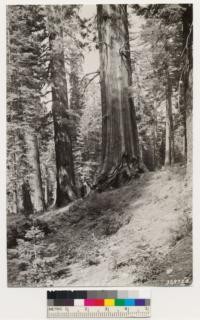 Toulumne Grove of Big Trees. Shows Sequoia gigantea in association with Sugar pine and White fir