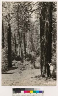 Same locality as No. 265762. Ponderosa pine-white fir type. Incense cedar. Site III. Nos. 265762, 763, 764 in proposed Coppervale Natural Area