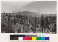 West of Rays Ranch and north of Shady Creek. Looking N. at fire thinned ponderosa pine second growth stands. Chaparral chiefly Arctostaphylos viscida. Note four fires started under sanction of State Ranger for light burning. Nevada County