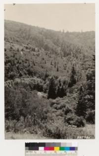 Looking southwest. Logged over Redwood-Douglas fir land in Mill Creek canyon. Logged by Loma Prieta Lumber Co. 1906-1912. Burned over 1917. Present type brush (Ceanothus thyrsiflorus) with scattering redwood sprouts. Douglas fir almost exterminated. Knobcone pine and chaparral types toward top of slope