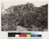 One half mile southwest of Reeds. Shows Arctostaphylos pilosula. Although this individual branches close to the ground surface, it does not form a burl at the junction of the stem and root