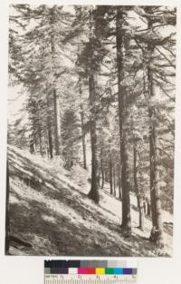 Big Pine Mountain. Interior view of Sugar pine, white fir stand. Sugar pine which is being measured is 46 inches DBH and 126' tall