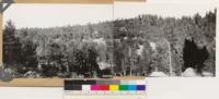 Trout Creek, panorama looking north and northeast. Shows cutover areas restocked with Jeffrey pine and Lodgepole pine. Understory shrubs Ribes cereum, Ceanothus velutinus, Chrysothamnus nauseosus var. albicaulis, Chrysothamnus viscidiflorus