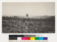 Foreground brush and knobcone pine. See plot #35. Background Western yellow pine