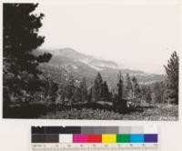 Reno Quadrangle, Nevada. Tahoe National Forest. Looking northeast from Mt . Rose Road toward Reno. Pinus jeffreyi and Pinus monticola second growth with Abies concolor, Abies magnifica in north slope foreground. Note dark arc patch of Purshia tridentata beyond timber in sage at right distance