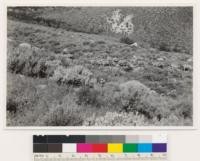 Reno Quadrangle, Nevada. Sheep range on Peavine Peak. Grass mostly Bromus tectorum. Shrubs Artemesia tridentata, Lupinus caudatus. Wyethis mollis is an important herb here