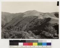 Looking southwest at northerly slopes of Morro Creek. Shows Quercus durata in association with California laurel