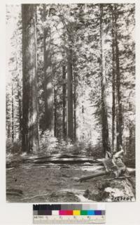 Vicinity of Toulumne Grove of Big trees. Shows view of Sugar pine -White fir stands. Understory shrubs; Rosa sp., Cornus nuttallii, Corylus rostrata, Arctostaphylos patula, Ceanothus integerrimus, Ceanothus parvifolius, Chamaebatia foliolosa, Pteris aquilina