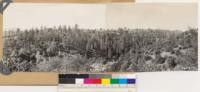 Panorama looking southwest and west at remnant Ponderosa pine stand in Hungry Hollow. Woodland species: Digger pine, Interior live oak and occasional Black oak. Brush species: Photinia arbutifolia and Ceanothus cuneatus