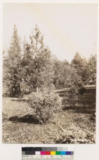 Same locality as photograph No. 284297. Shows association of ponderosa pine with blue oak, valley oak, and interior live oak, and Digger pine. Most common shrub is Ceanothus cuneatus. Excellent timber site on Holland soil