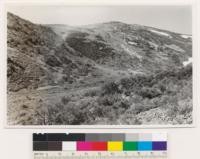 Reno Quadrangle, Nevada. Looking southeast of stand of scrubby Abies concolor on slope of Peavine Peak. Trees 2-12 inches d.b.h. and mostly 5-25 feet tall. Few older trees as large as 3 feet d.b.h. and 100 feet tall. Dark shrubs are Cercocarpus ledifolius, others mostly Artemesia tridentata and Ceanothus velutinus