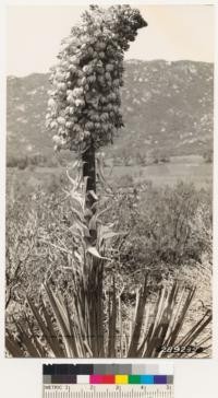 Yucca whipplei in flower taken on the Cuyamange quadrangle near Descanso, San Diego County